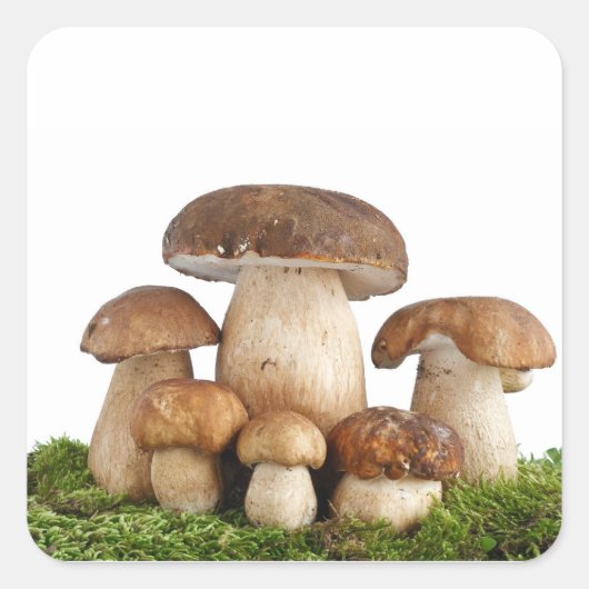 Boletus Edulis champignons Vierkante Sticker (Voorkant)