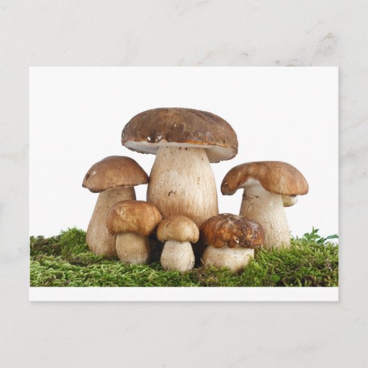 Boletus Edulis paddenstoelen Briefkaart (Voorkant)