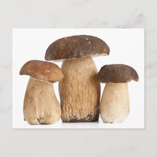 Boletus Edulis PCard Briefkaart (Voorkant)
