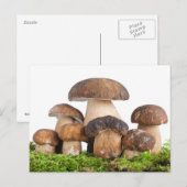 Boletus Edulis PCard Briefkaart (Voorkant / Achterkant)