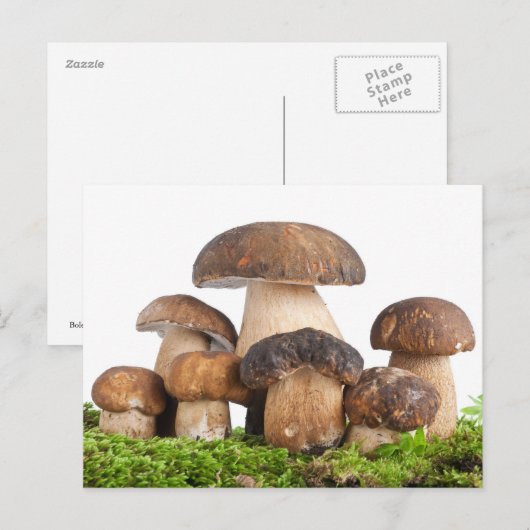 Boletus Edulis PCard Briefkaart (Voorkant / Achterkant)