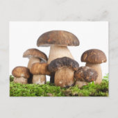 Boletus Edulis PCard Briefkaart (Voorkant)