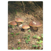 boletus klembord (Achterkant)