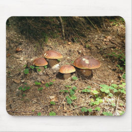 boletus muismat
