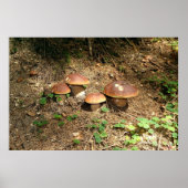 boletus poster (Voorkant)