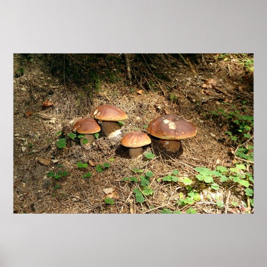 boletus poster (Voorkant)