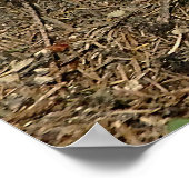 boletus poster (Hoek)