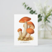 Boletus rufus briefkaart (Staand voorkant)