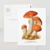 Boletus rufus briefkaart (Voorkant / Achterkant)