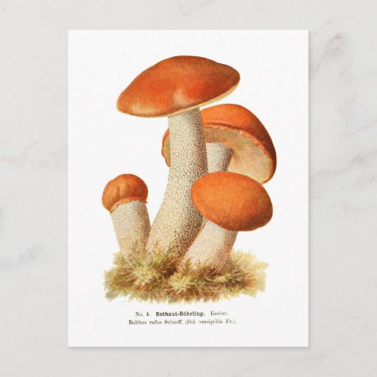 Boletus rufus briefkaart (Voorkant)