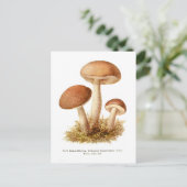 Boletus scaber briefkaart (Staand voorkant)