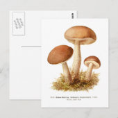 Boletus scaber briefkaart (Voorkant / Achterkant)