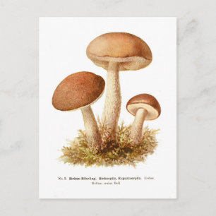 Boletus scaber briefkaart