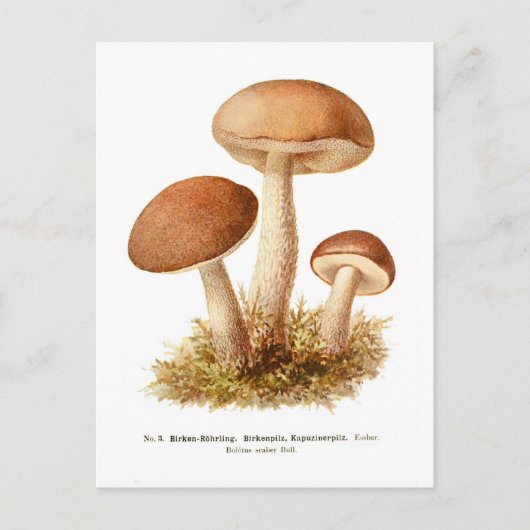 Boletus scaber briefkaart (Voorkant)