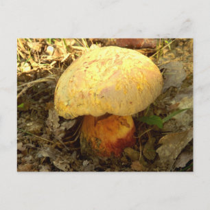 Boletus torosus Mushroom Briefkaart