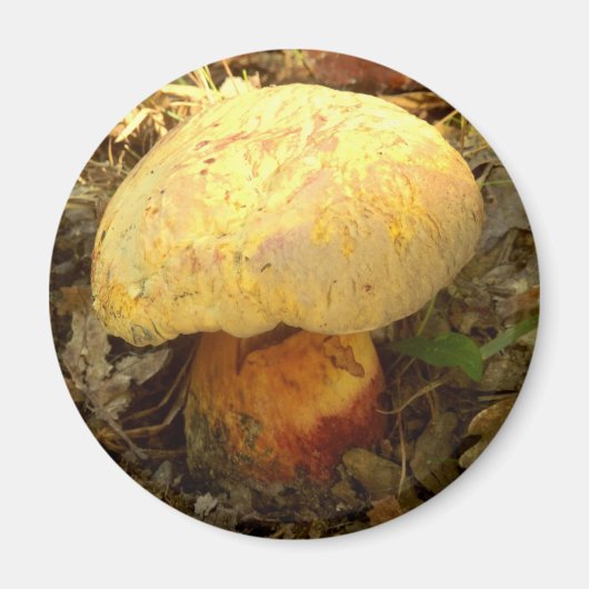 Boletus torosus paddenstoel Magnet (Voorkant)