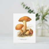 Boletus varigatus briefkaart (Staand voorkant)
