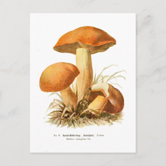 Boletus varigatus briefkaart (Voorkant)