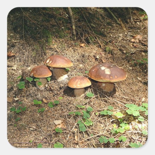 boletus vierkante sticker (Voorkant)