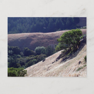 Bolinas Ridge, Californië Briefkaart