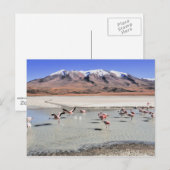 Bolivia landschapsfoto met flamingos briefkaart (Voorkant / Achterkant)