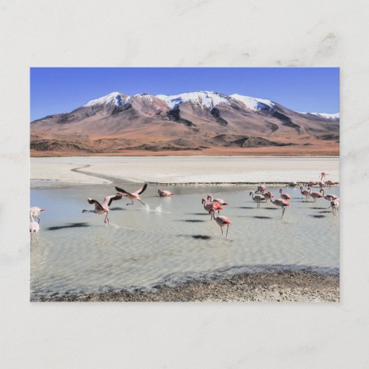 Bolivia landschapsfoto met flamingos briefkaart (Voorkant)