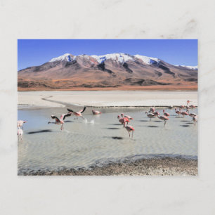Bolivia landschapsfoto met flamingo's briefkaart
