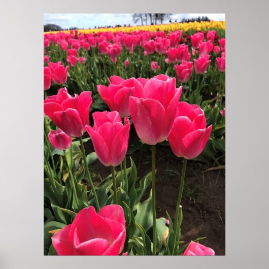 Bolray Price Tulips, Oregon Poster (Voorkant)