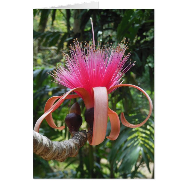 Bombax Blossom (Voorkant)