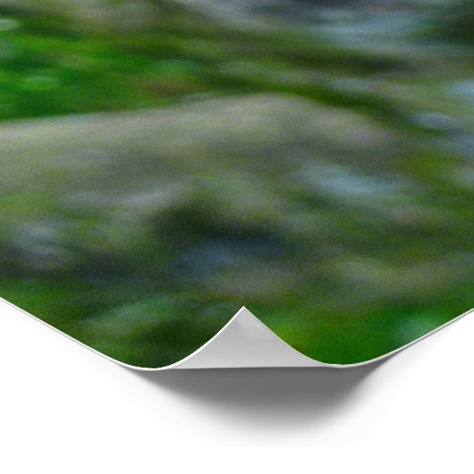 Bombax Blossom Poster (Hoek)