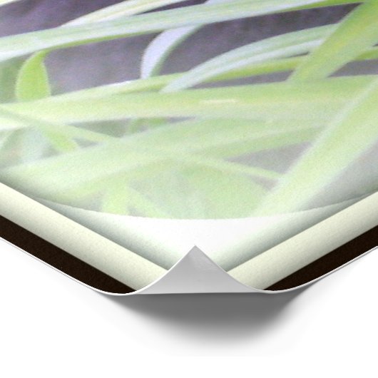 Bombay Black Cat Print (Hoek)