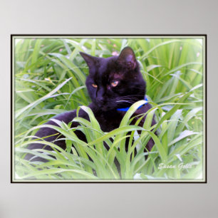 Bombay Zwarte Kat Print