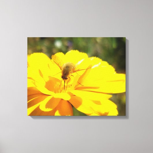 Bombylida bestuivende felgele bloem canvas afdruk (Voorkant)