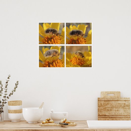 Bombyliidae Poster (Keuken)