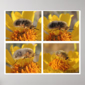 Bombyliidae Poster (Voorkant)