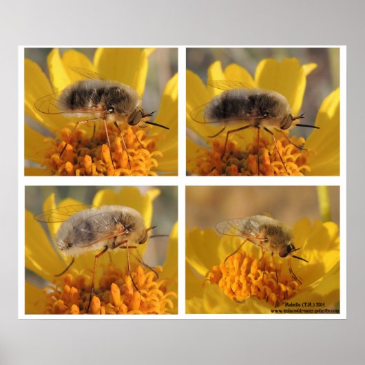 Bombyliidae Poster (Voorkant)