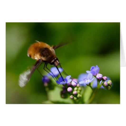 Bombylius major (Voorkant Horizontaal)
