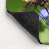 Bombylius major muismat (Hoek)