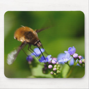 Bombylius major muismat