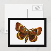 Bombyx quercus mannelijk briefkaart (Voorkant / Achterkant)