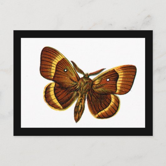 Bombyx quercus mannelijk briefkaart (Voorkant)