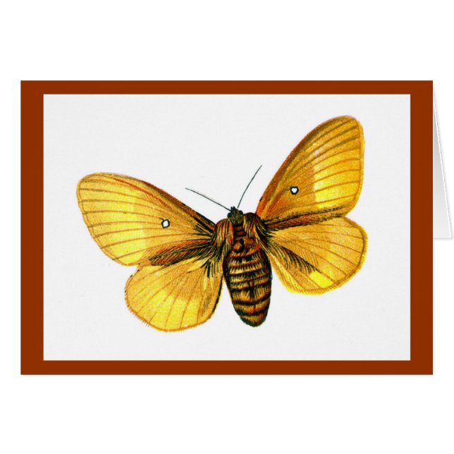 Bombyx quercus vrouw (Voorkant Horizontaal)