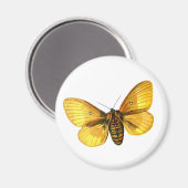 Bombyx quercus vrouw magneet (Voorkant / Achterkant)