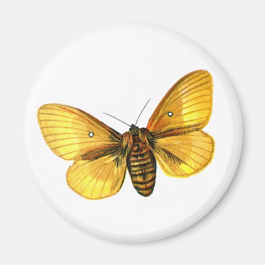 Bombyx quercus vrouw magneet (Voorkant)