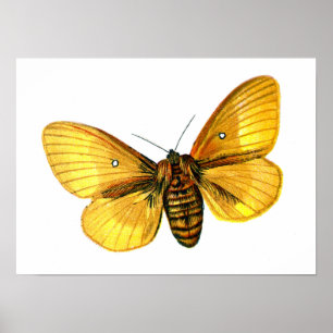 Bombyx quercus vrouw poster