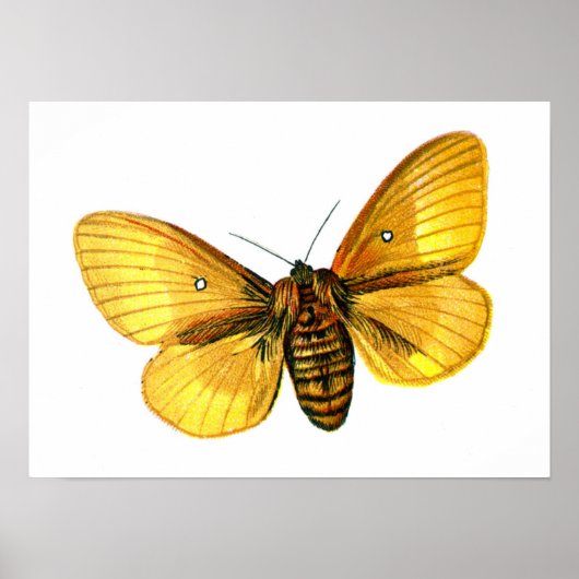 Bombyx quercus vrouw poster (Voorkant)