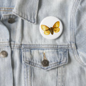Bombyx quercus vrouw ronde button 5,7 cm (In situ)