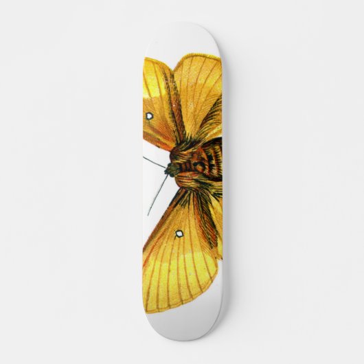 Bombyx quercus vrouw skateboard (Voorkant)