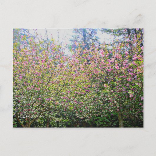 Bomen #3 briefkaart (Voorkant)