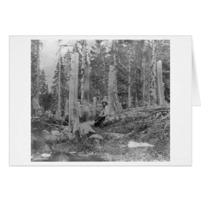 Bomen afgesneden door Donner Party (Voorkant Horizontaal)